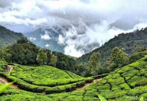 DAY 04 - Munnar – Thekkady